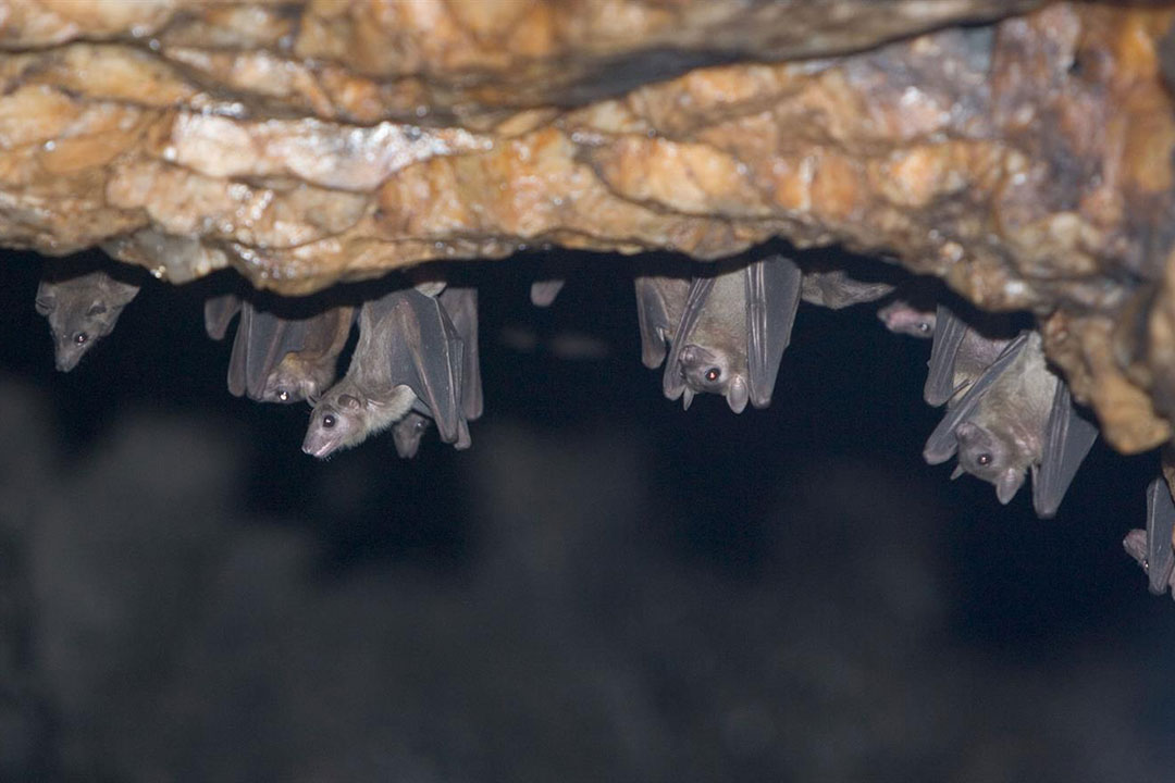 Bats at the Kitaka mine in Uganda. The Marburg virus is transmitted to people from fruit bats and spreads among humans through direct contact with the bodily fluids of infected people, surfaces, and material. Copyright: WHO /Christopher Black