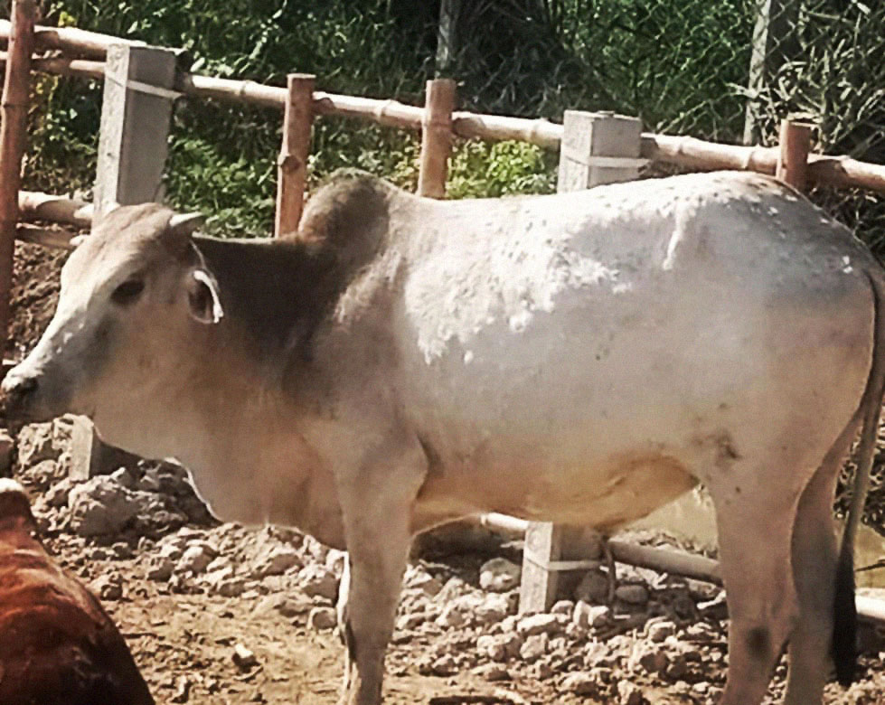 A cow infected with Lumpy Skin Disease in rural Sindh. Photo credit: Saadeqa Khan