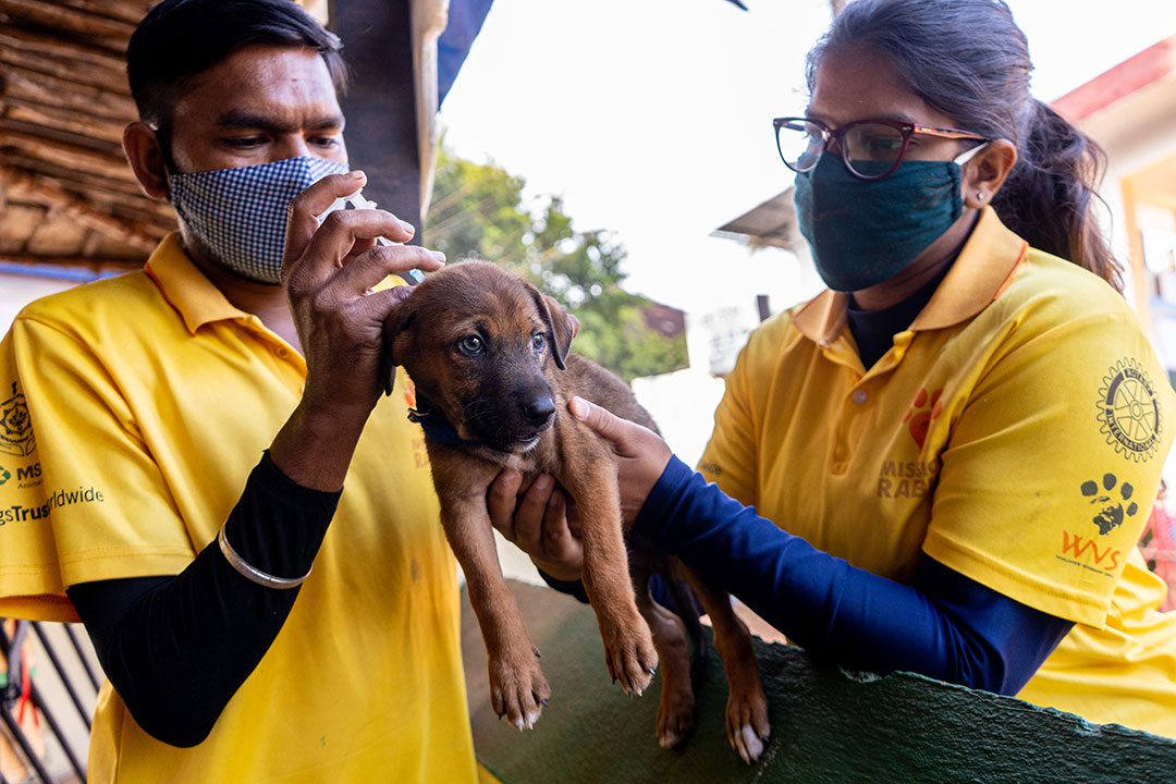 Canine vaccination. Credit: Mission Rabies