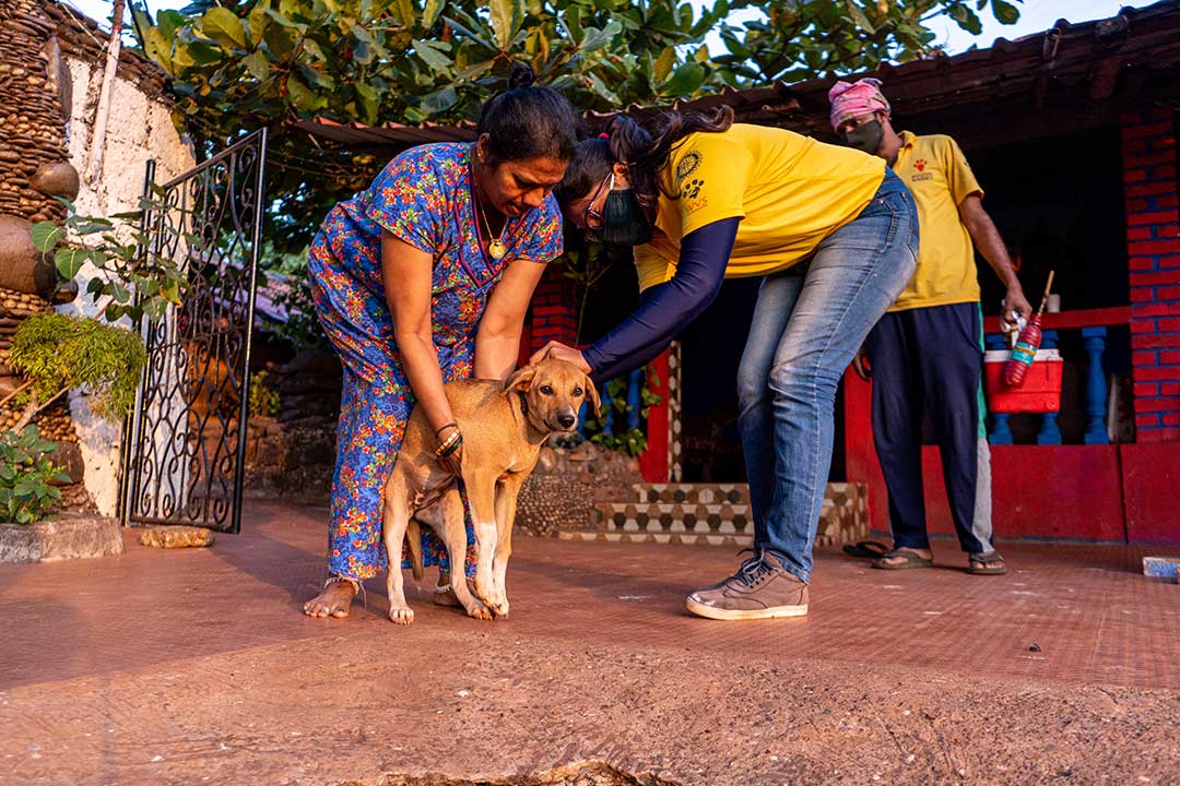 Canine vaccination protects dogs and people from rabies. Credit: Mission Rabies