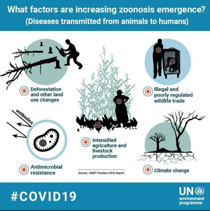 Urbanization has increased the risk of zoonotic diseases in humans. Image: UN