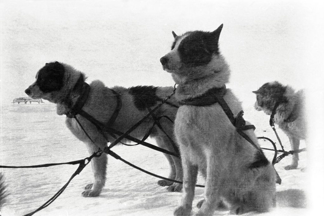 Captain Peter Bernard's pups in a sled harness, Collinson Point, Alaska. Photo by John Raffles Cox – Source: Canadian Museum of History