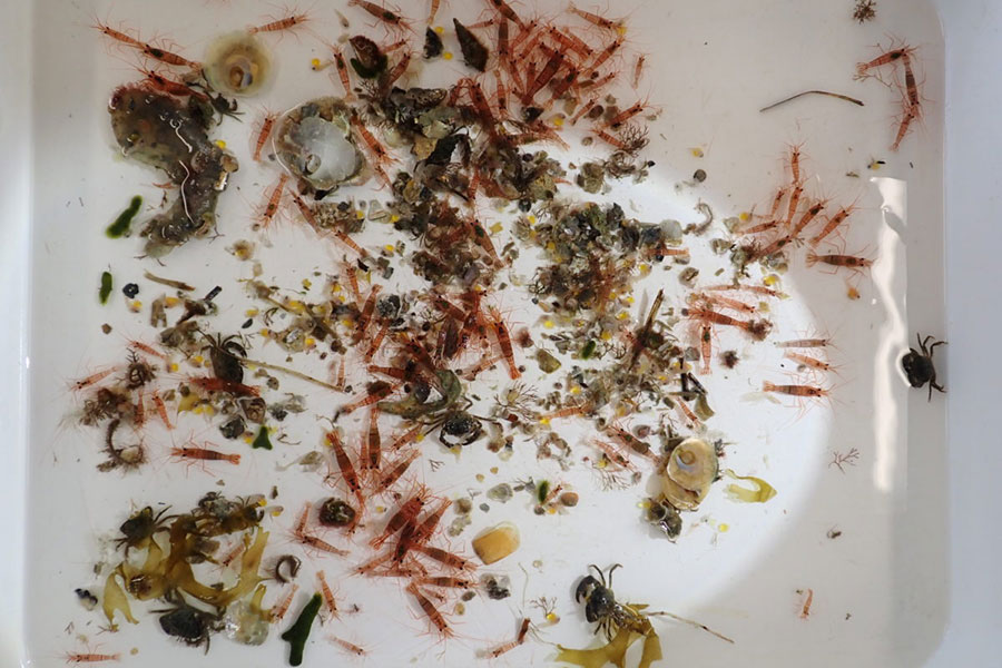 A collection of motile critters from an oyster reef. Image courtesy of Christopher Meyer | Duke Marine Lab.