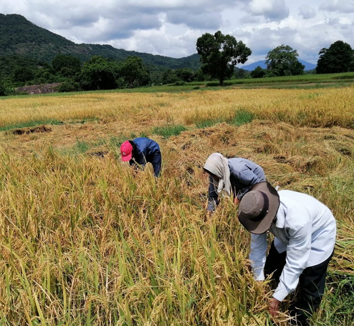 Paddy farmers in rural Sri Lanka are at high risk of snakebite, particularly during the harvesting season.