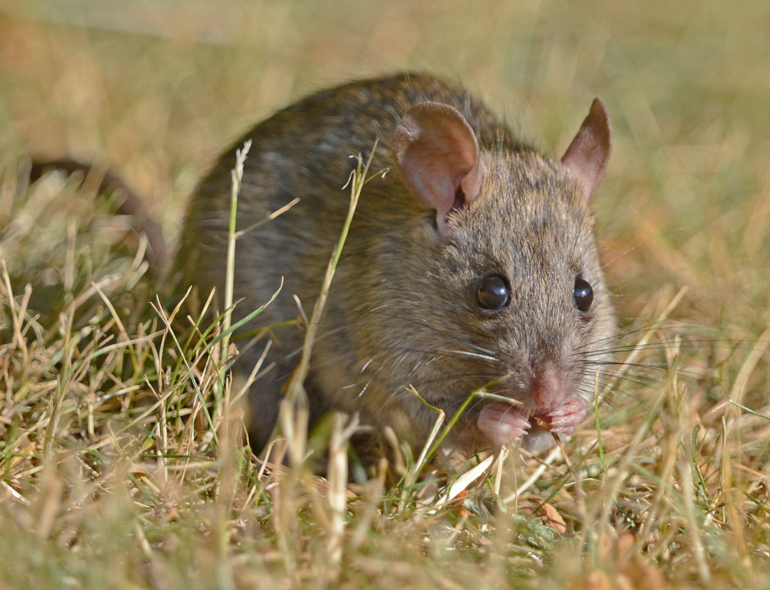 Norway or Brown Rat, Western Washington State. Credit: VJAnderson