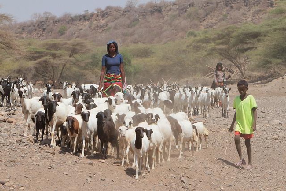 Pastoralists in Afar make their living raising cattle, camels and goats. In the drought-prone region, they are forced to move from place to place in search of pasture and watering holes for their animals. Credit: Afar Development Association (AfDA)