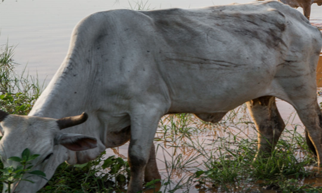 Sudanese farming village, Tannoob, farming livestock, soybean, wheat and corn cultivation. Credit: Sebastian Castelier