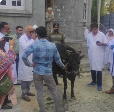 A group of veterinarians conduct a checkup of a cow during the door-to-door mass vaccination campaign. Credit: Nasir Yousufi