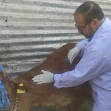 A veterinarian administers vaccine to a cow in North Kashmir. Credit: Nasir Yousufi