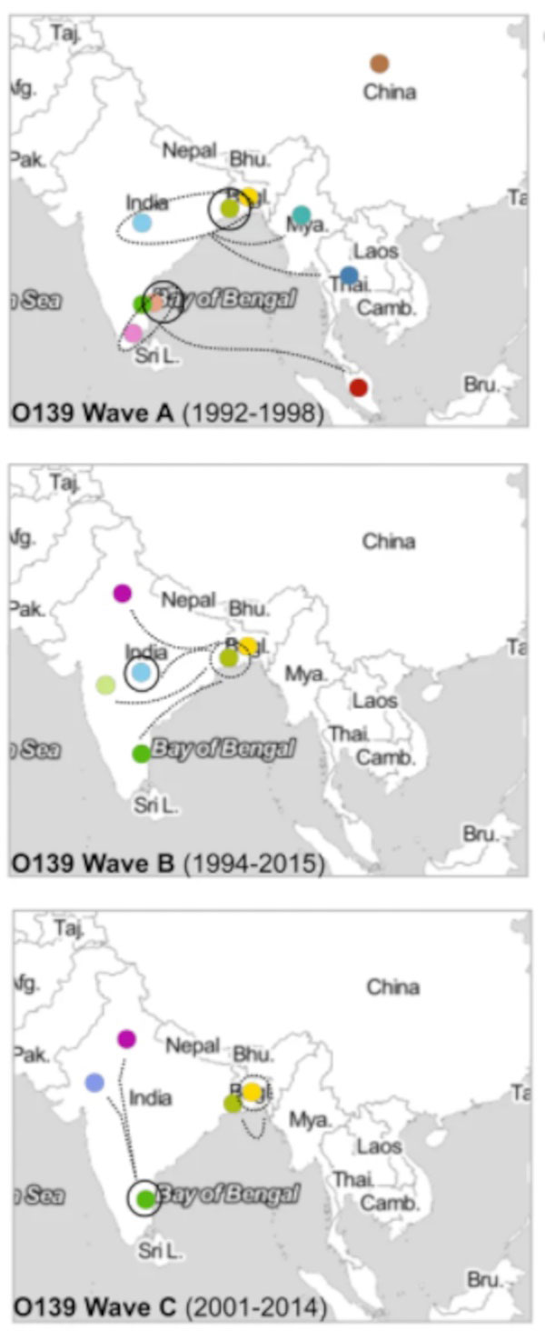 Spatiotemporal distribution of the three waves of V. cholerae serogroup known as O139 between 1992 and 2015. The solid circles represent the cities in which the clades were first observed. The dashed circles show the locations of secondary dominance. Dashed lines represent the putative spread and circulation of the waves. Image credit: Study authors/Nature Communications (CC BY 4.0).