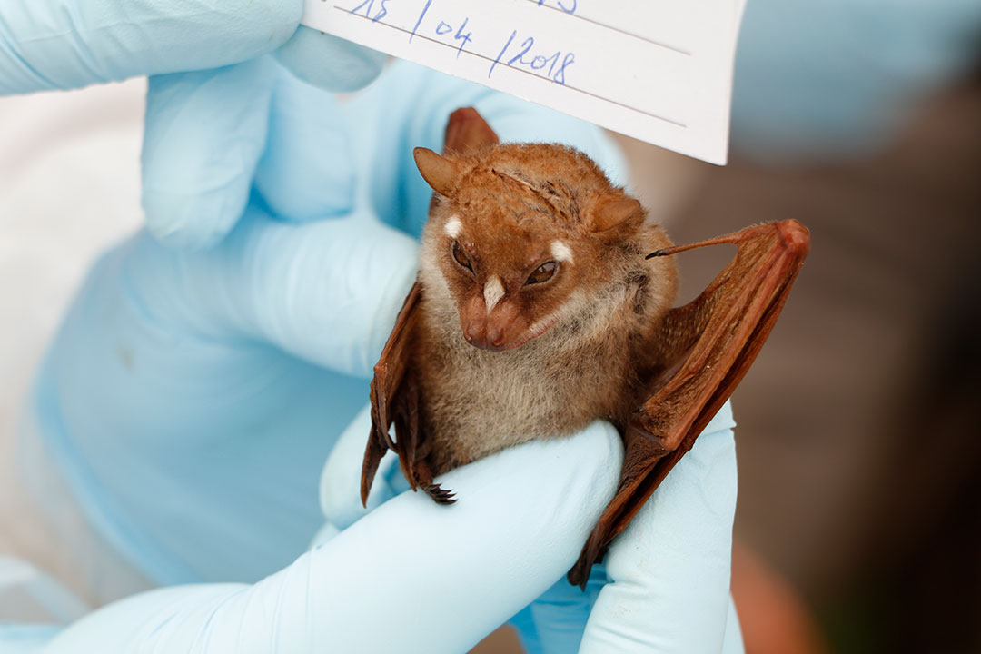 Bats are one of the prime reservoirs for Ebola and other viral hemorrhagic fevers. Credit: World Organisation for Animal Health