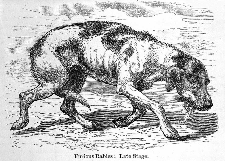 Rabies and hydrophobia : their history, nature, causes, symptoms, and prevention / by George Fleming. Credit: Wellcome Collection. Public Domain Mark