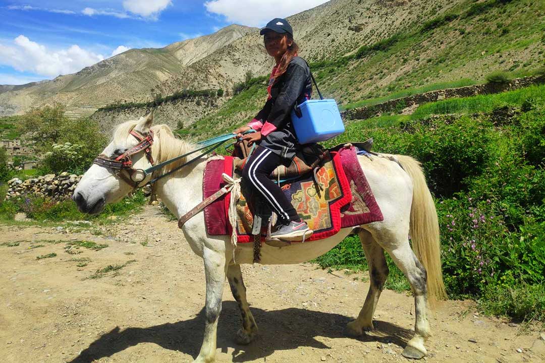 Bir Bahadur Budha, Auxiliary Health Worker (AHW) from Humla district, delivering vaccines to Himalayan villages.