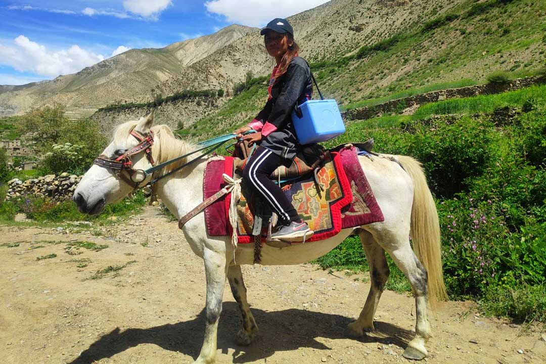 Nurse Pemba Gurung travelling in horse to deliver vaccines to different villages of dolpa.