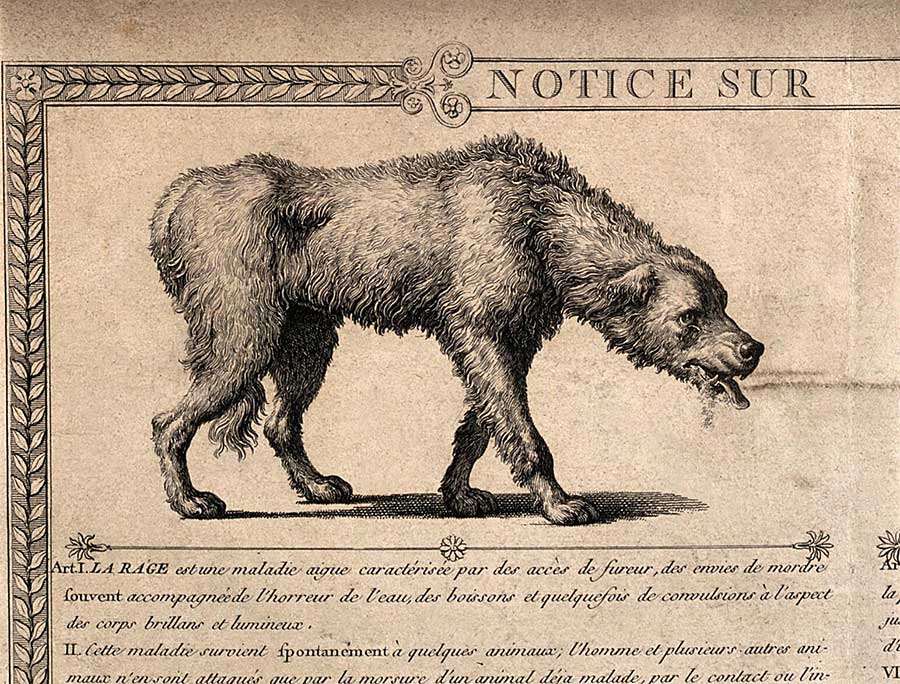 A dog with rabies and a detail of its skull. Line engraving by L.P. Baltard. Credit: Wellcome Collection. Public Domain Mark