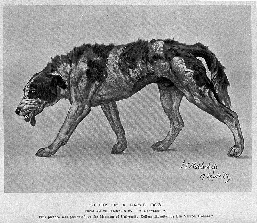 Oil painting: a rabid dog; by J. T. Nettleship. Credit: Wellcome Collection. Public Domain Mark