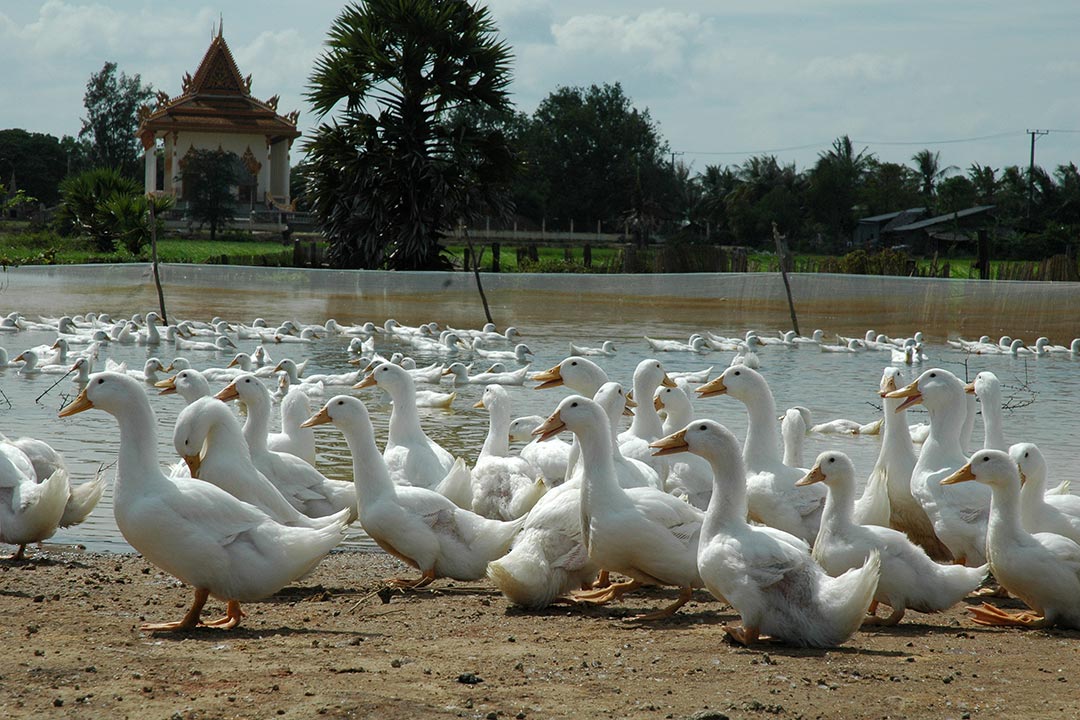 Cambodian health authorities have confirmed that there is no human-to-human transmission of bird flu following news of a man and his daughter getting infected. Copyright: Lorrie Graham/AusAID. (CC BY 2.0). This image has been cropped.