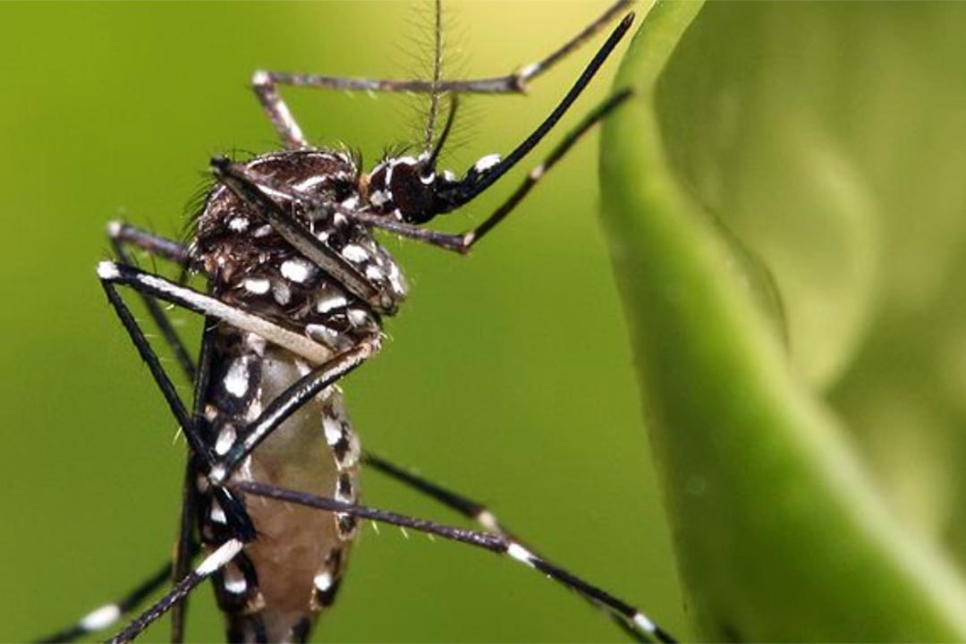 Aedes-aegypti-mosquito_h1.jpg