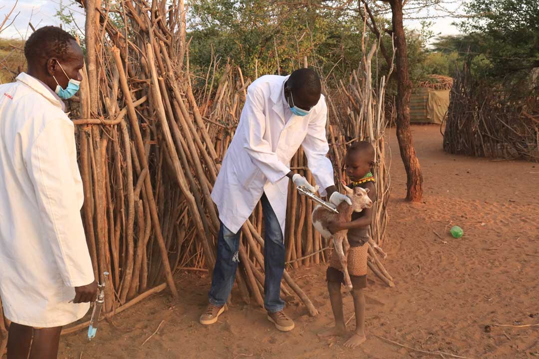 A veterinary doctor attends to a sick goat during an outreach service for humans and animals in Turkana County from 13–22 June 2023. Credit: County Government of Turkana.