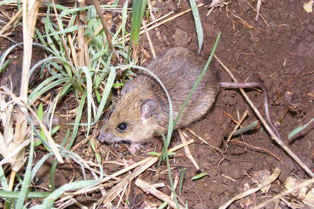 Natal Multimammate Mouse (Mastomys natalensis). Credit: Robert Taylor, CC BY 4.0 via Wikimedia Commons
