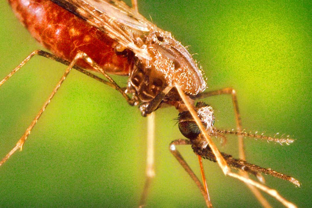 anopheles2023_h1.jpg anopheles2023_h1.jpg