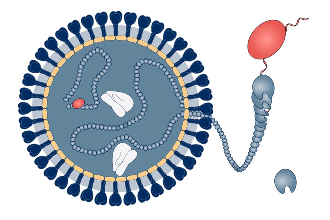 Arenaviruses are either spherical, oval, or pleomorphic and vary between 110 and 130 nanometers in diameter.