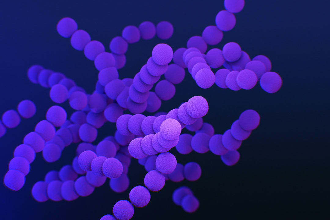 Illustration médicale de la bactérie du streptocoque du groupe B Crédit : CDC sur Unsplash