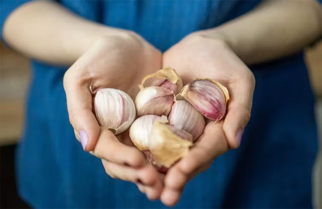 Garlic. Credit: Gino Gallucci/Shutterstock