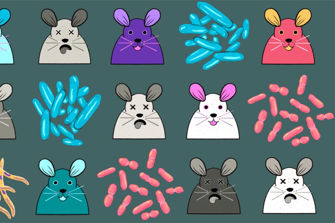 Not all creatures infected by a pathogen succumb to disease — in fact, a well-known scientific yardstick is the dose at which half of a study’s animals die after exposure to a pathogen or toxin. What is the difference between those that survive and those that don’t? Credit: Knowable magazine