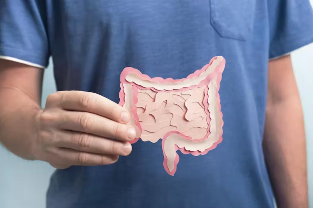 A man holding a model of the intestines. Credit: Helena Nechaeva/Shutterstock