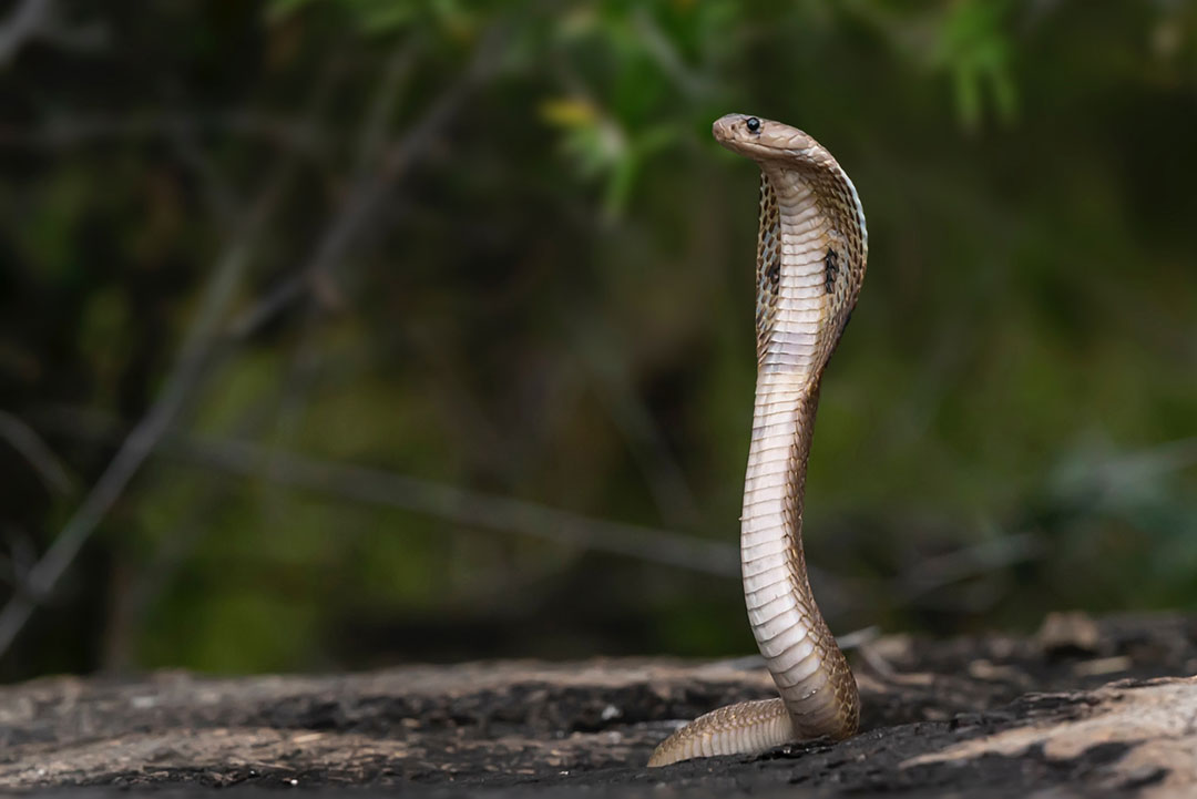 A cobra in Jigani, Karnataka, India. Credit: Nivedh P on Unsplash