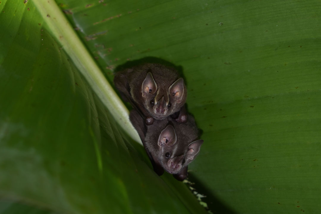 Nipah, a virus that comes from bats virus that comes from bats, has triggered multiple human outbreaks. Credit: Daniel Higuita Tamayo on Pexels