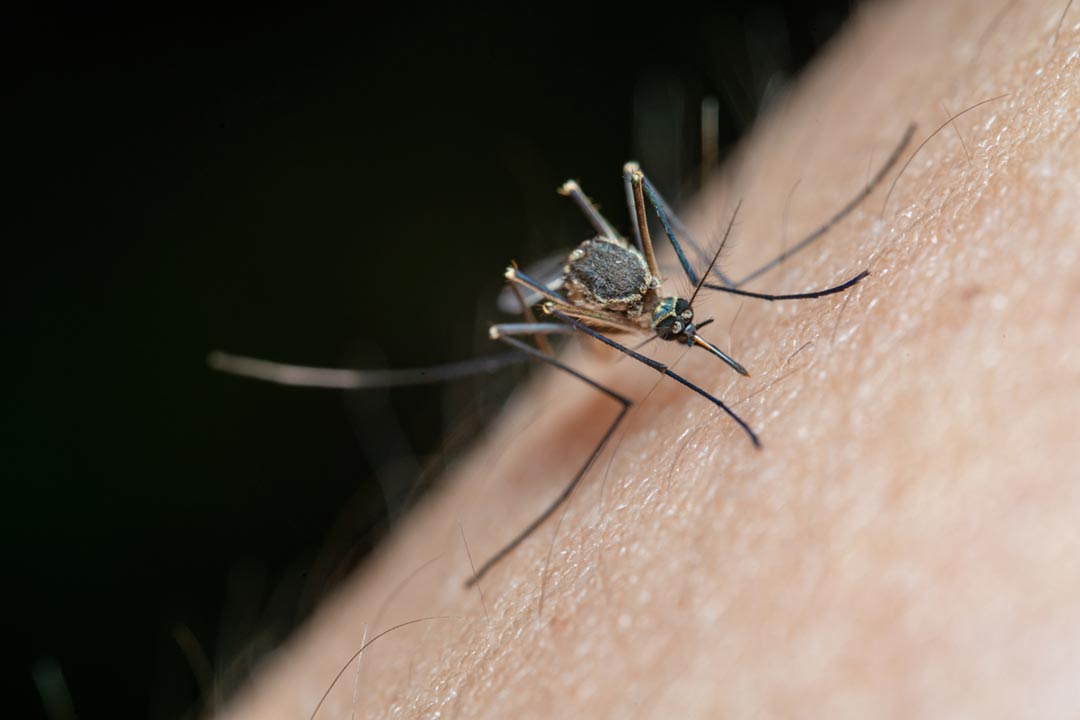 Mosquito. Credit: Jimmy Chan on Pexels