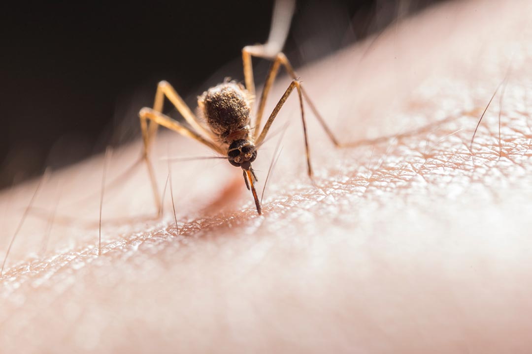 Smell of success ... a fragrance company is creating mosquito repellant that doesn't use harmful chemicals. Credit: Jimmy Chan on Pexels