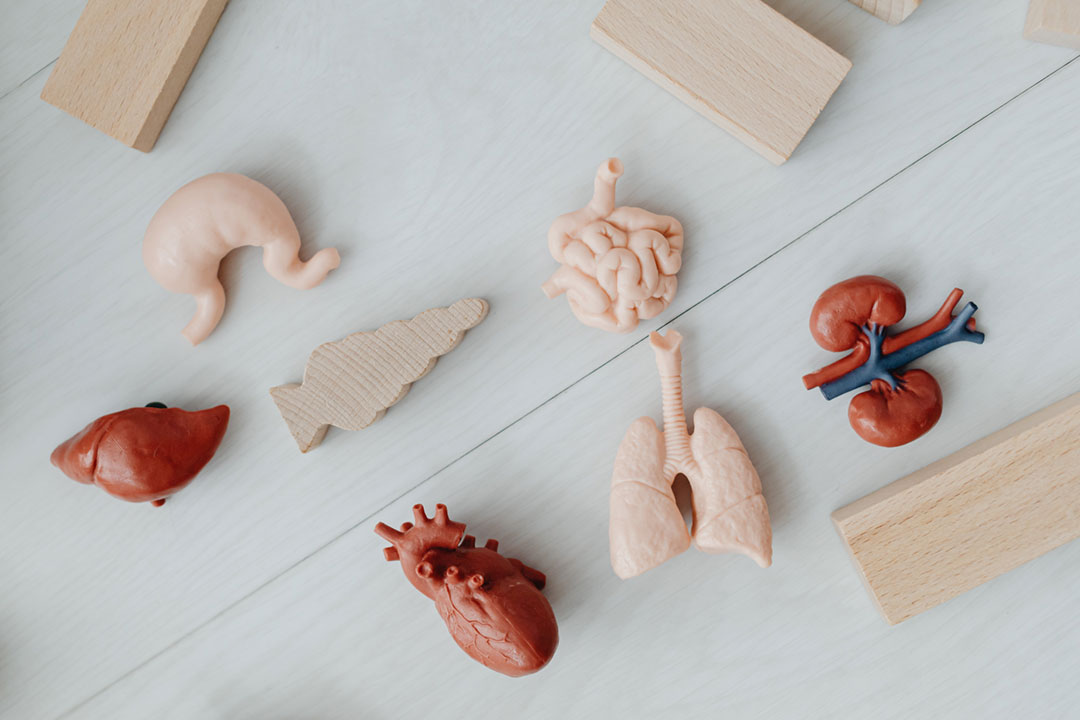 Models of organs. Credit: Karolina Grabowska on Pexels