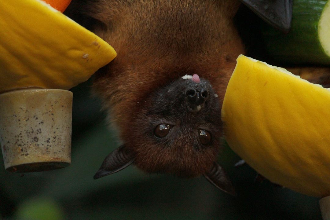 Bats that are kept for food consumption could be one explanation for the outbreaks. Credit: Miriam Fisher on Pexels