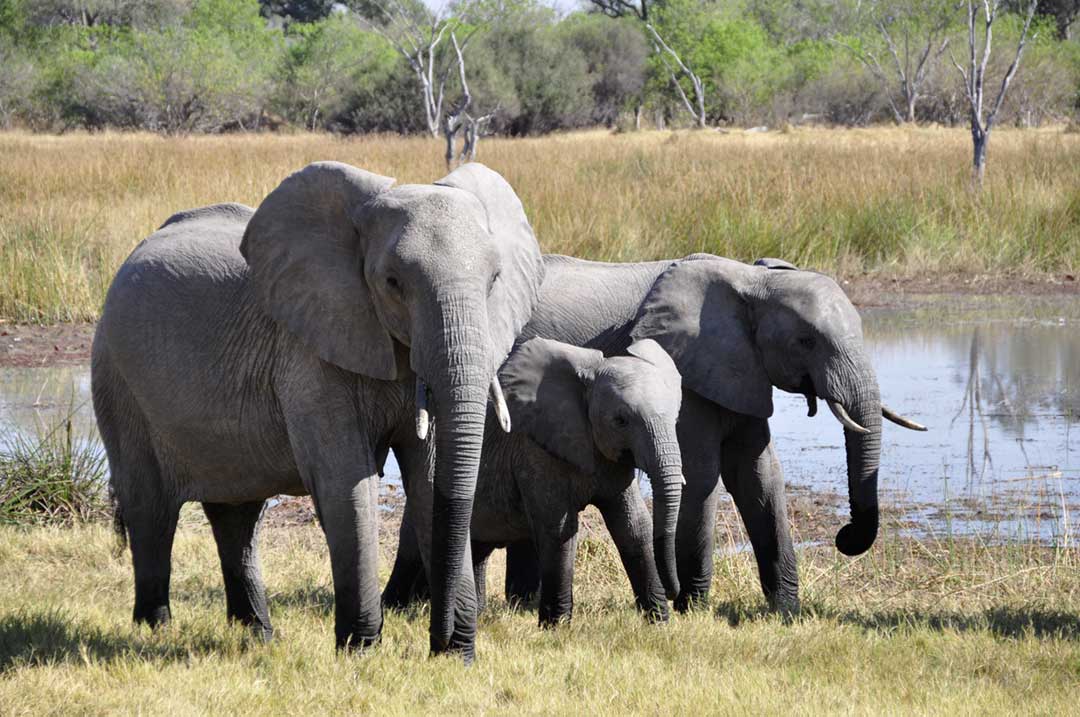 Elephants rarely get cancer because of evolved characteristics. Evolutionary medicine can help explain why and offer solutions. Credit: Pixabay on Pexels