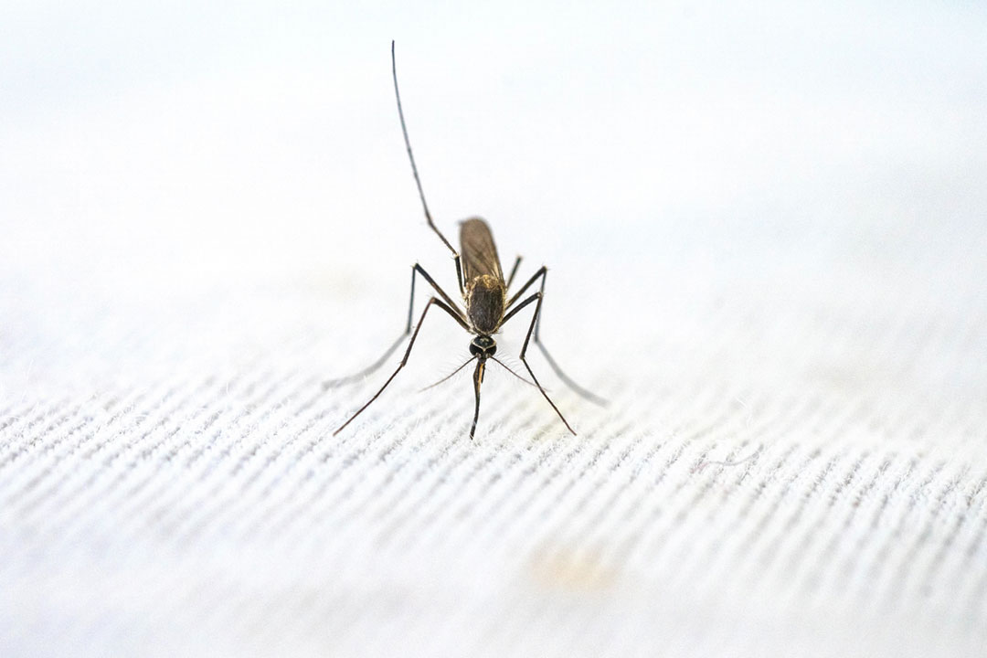 Credit: Photo by Pragyan Bezbaruah on Pexels