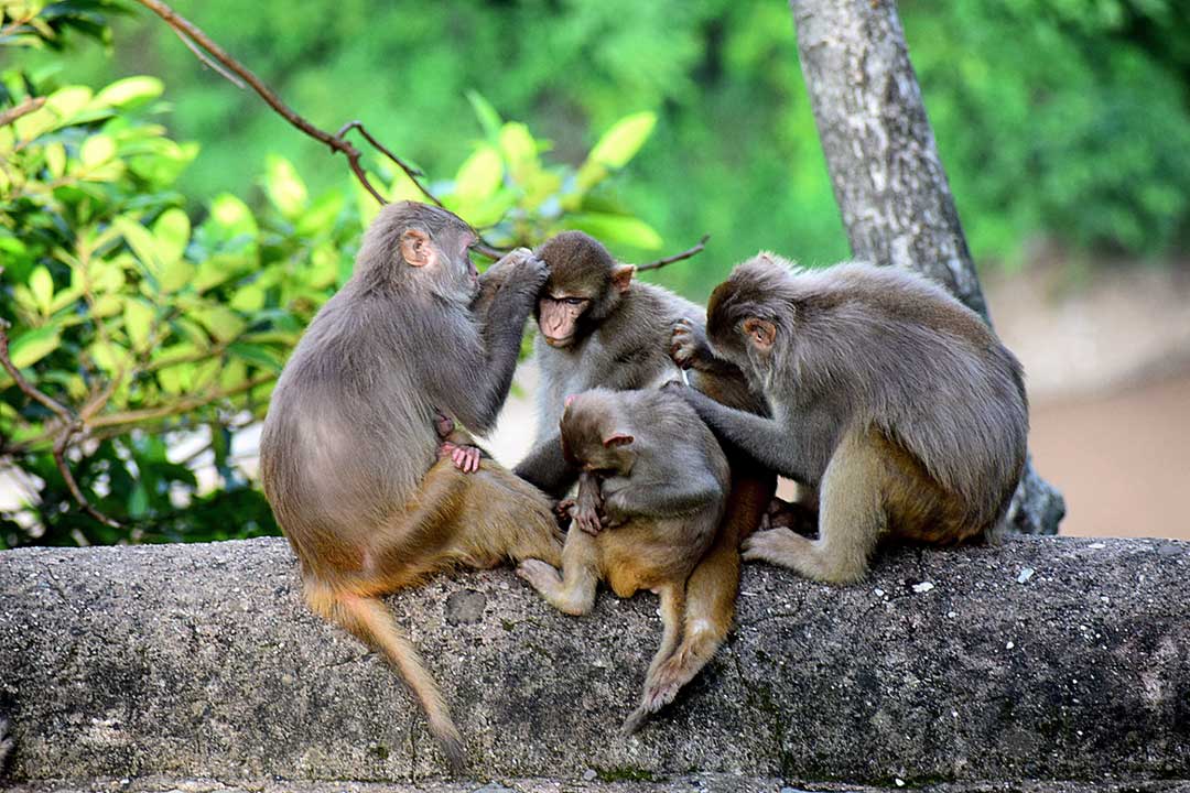 A family of monkeys. Credit: Rajesh S Balouria on Pexels