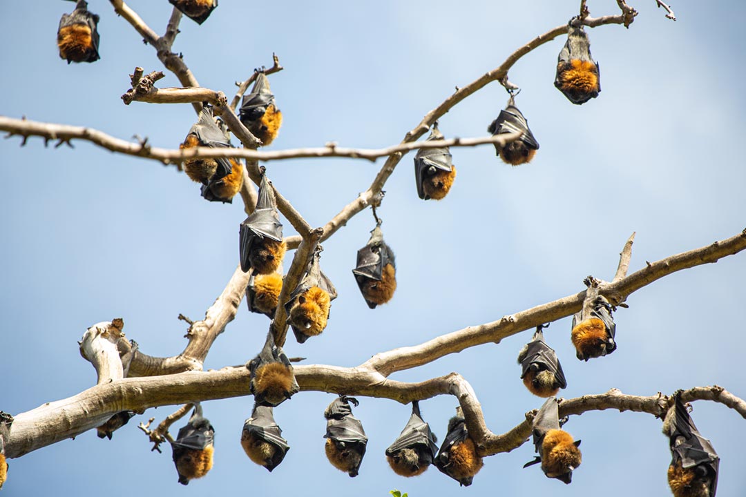 Bats hanging from tree branches. Credit: Will Mu on Pexels