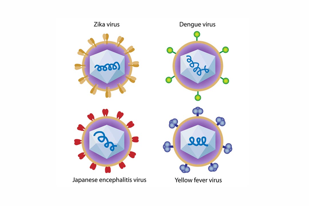Structure of Zika virus, dengue fever, yellow fever and Japanese encephalitis viruses.