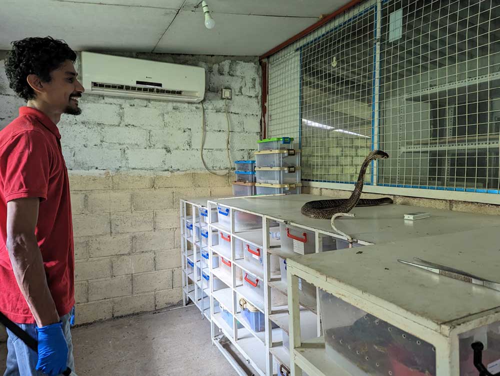 Nimantha Abeyrathne with a cobra at the Serpentarium in Hanthane, in Sri Lanka’s Central Province. Credit: Aanya Wipulasena