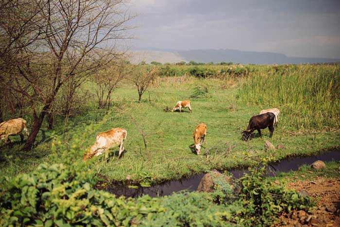 Mixing herding and beekeeping is a common livelihood pattern for Baringo residents. Credit: Kang-Chun Cheng