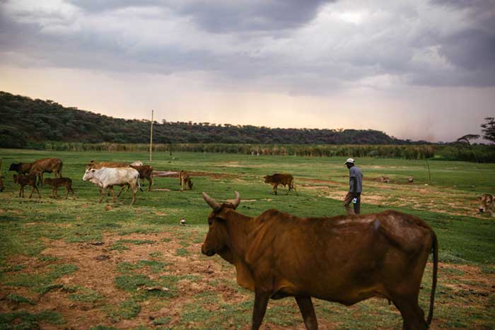 Herding remains a major source of income for people in Baringo. Credit: Kang-Chun Cheng