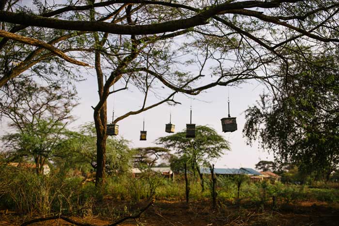 Traditional beehives in Kapkuikui. Credit: Kang-Chun Cheng