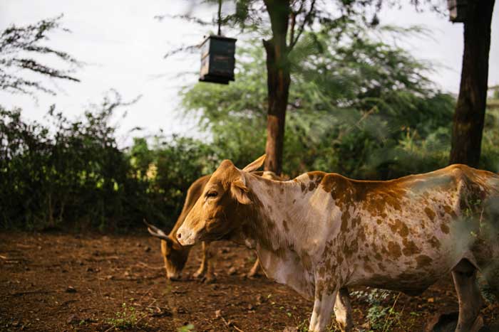 Mixing herding and beekeeping is a common livelihood pattern for Baringo residents. Credit: Kang-Chun Cheng