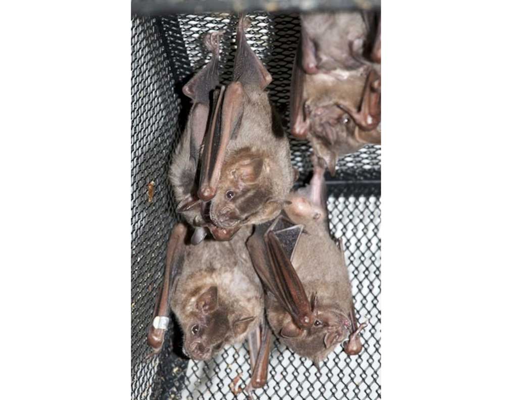 Tony Schountz has been breeding Jamaican fruit bats in a laboratory colony for 16 years. While the pace of research is slower than in a mouse lab, Schountz would like to see the bat become a common model organism. Credit: Colorado State University