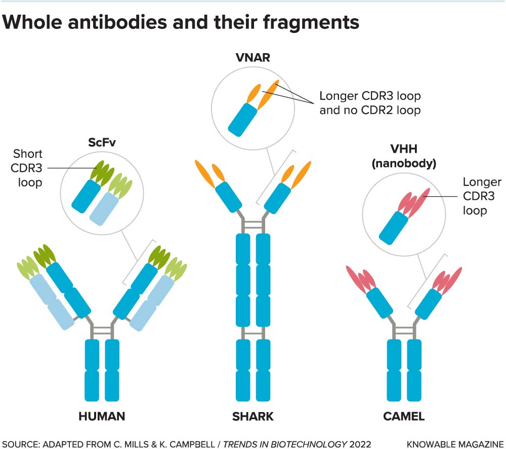 Whole antibodies and their fragments. Credit: Knowable magazine