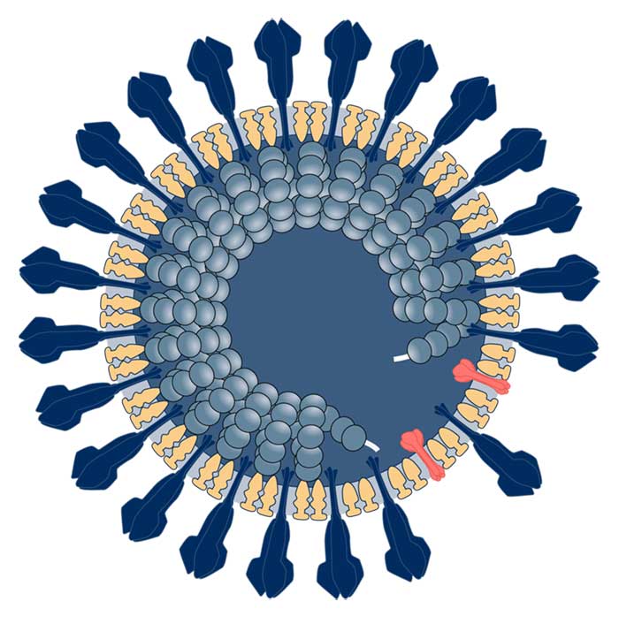 model of a coronavirus