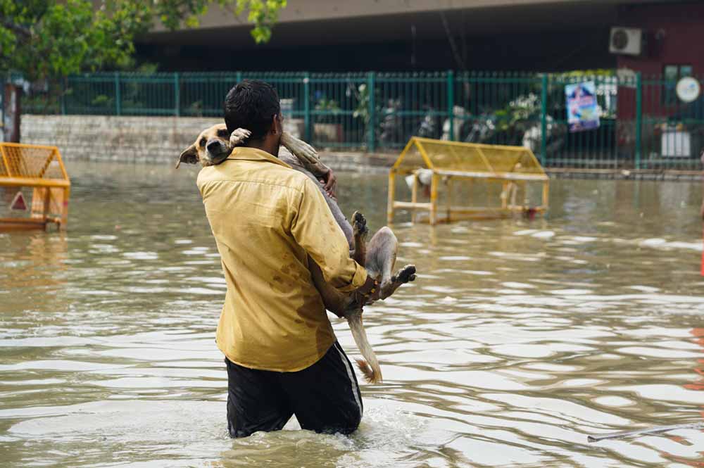 A dog being rescued from flood affected area near Hanuman Temple, Old Delhi. Credit: Adarsh Vikram